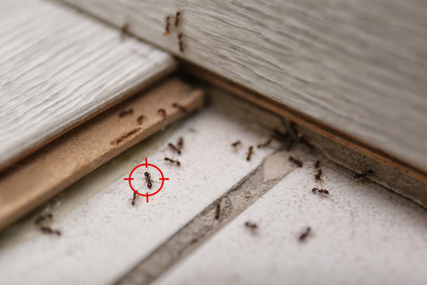 Best Mosquito Control Services  in Mount Gilead, NC